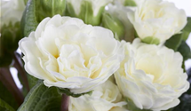 Primula vulgaris BELARINA 'Snow'