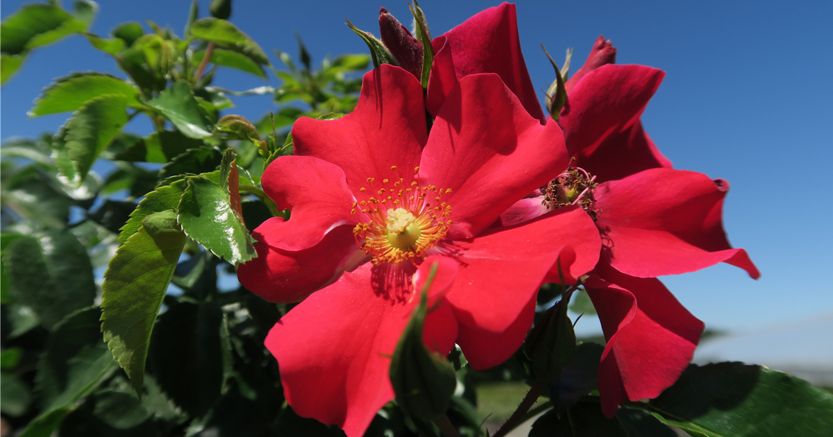 natürlicher dünger oleander Purgrün Oleander-Dünger 1 Liter main image 0