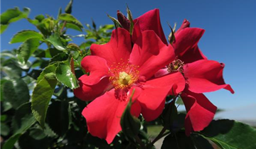 Rosa 'Alexander von Humboldt'®(s)