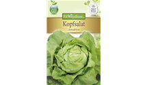 Lactuca sativa var. capitata 'Attraktion'