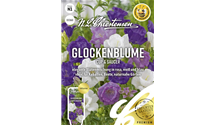 Campanula medium 'Cup & Saucer'