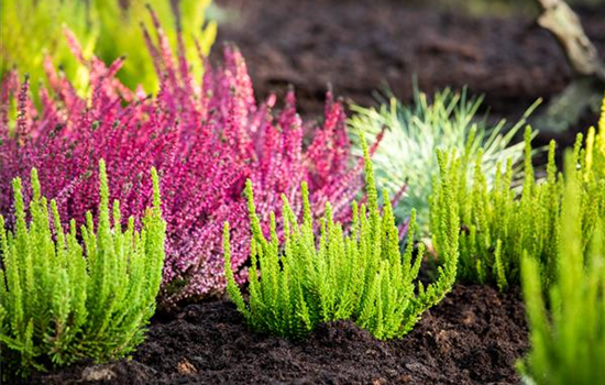 Heide pflanzen und richtig pflegen Heide pflanzen und richtig pflegen