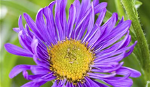 Dorotheanthus bellidiformis