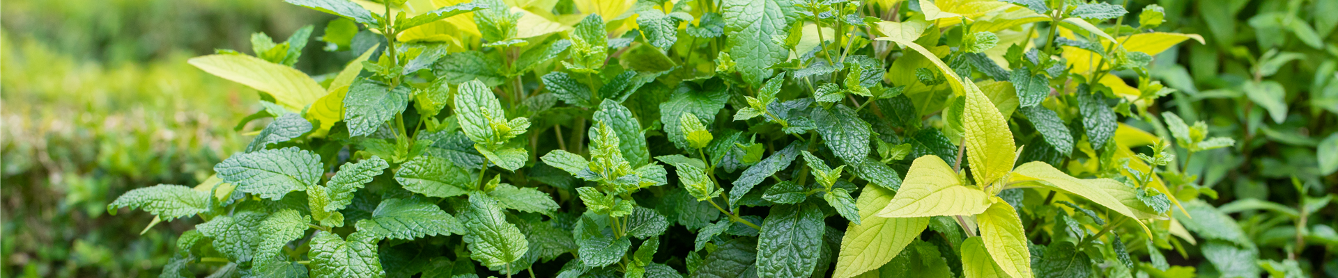 Kräuter im Kübel Kräuter im Kübel