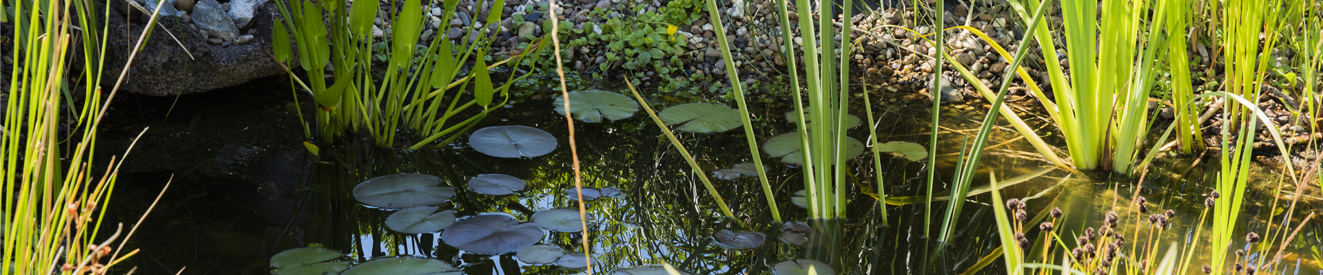 Teich mit Wasserpflanzen