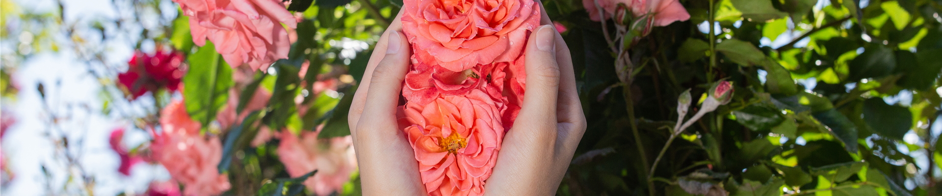 Rosen in Händen Rosen in Händen