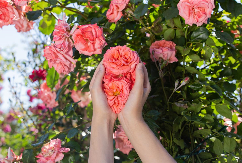 Rosen in Händen Rosen in Händen