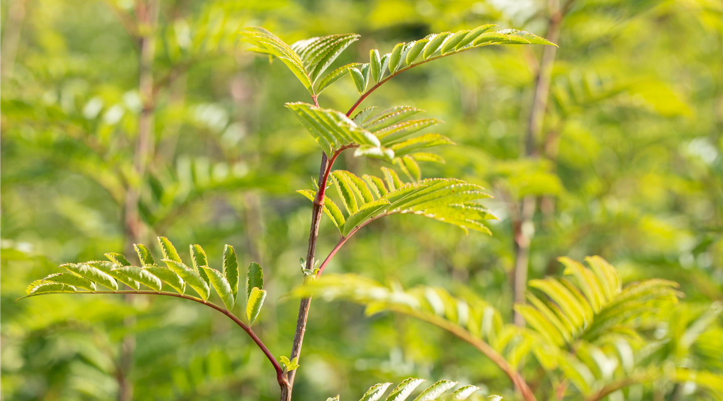GS649123.jpg