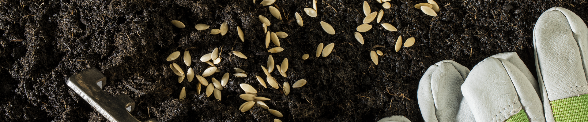 Samen mit Handschuhen und Harke Samen mit Handschuhen und Harke