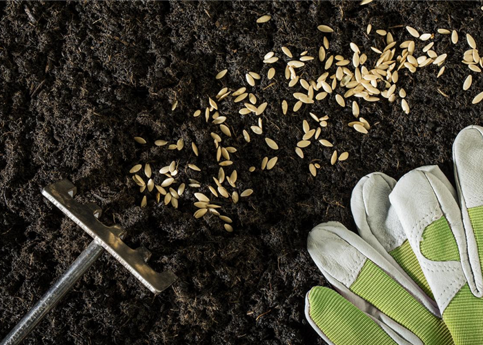 Sämereien Sämereien