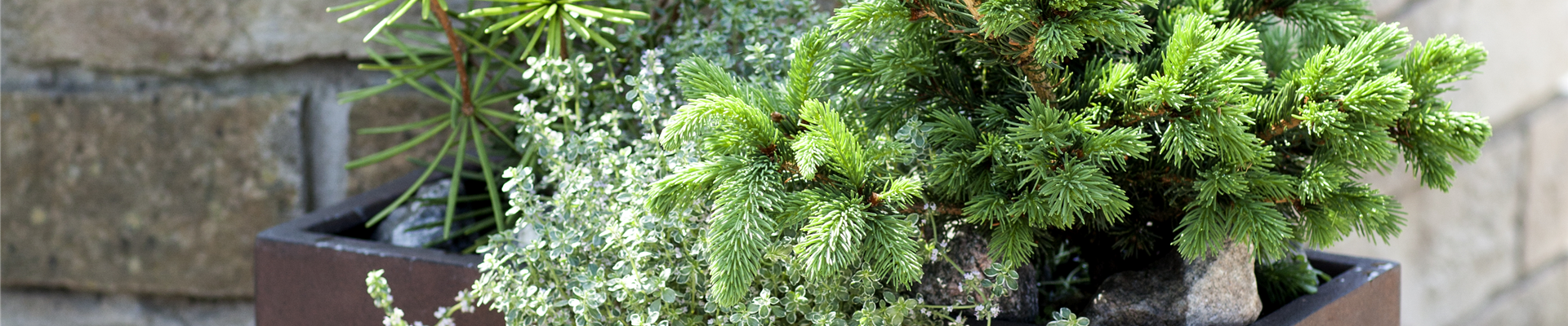 Pflanzkübel Picea Pflanzkübel Picea