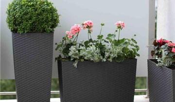 Siena Garden Pflanzkasten Segfe, eckig, 56x19x36,5 cm Rattanoptik in graphit Kunststoff 