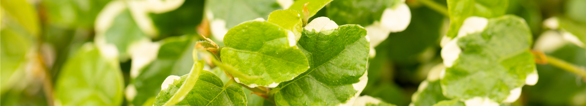 Ficus pumila 'White Sunny'