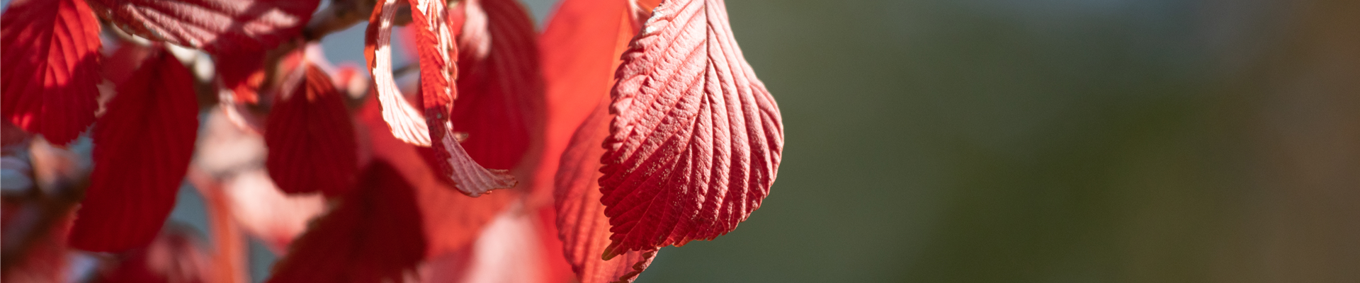 Viburnum plicatum 'Mariesii' Viburnum plicatum 'Mariesii'