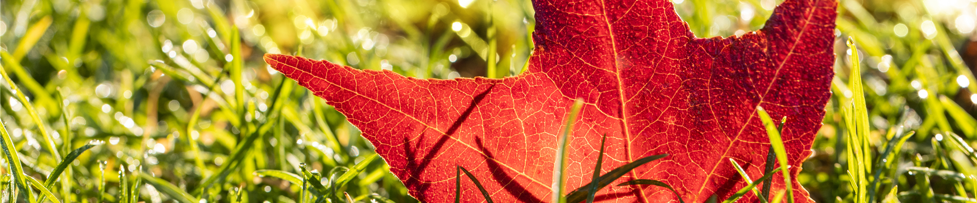 Herbstfärbung Herbstfärbung
