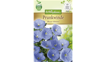Ipomoea tricolor 'Blauer Himmel'