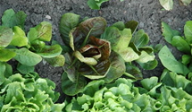 Cichorium intybus var. foliosum 'Rosso di Treviso Precoce'