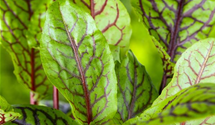 Rumex acetosa