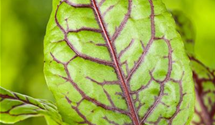 Rumex acetosa