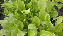 Rumex acetosa