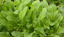 Rumex acetosa