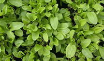 Rumex acetosa