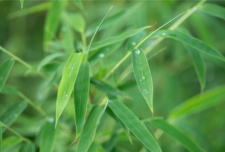 Fargesia rufa