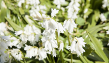 Hyacinthoides hispanica