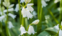 Hyacinthoides hispanica
