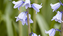 Hyacinthoides hispanica