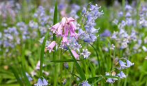 Hyacinthoides hispanica