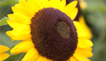 Helianthus annuus 'Big Smile'