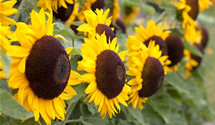 Helianthus annuus 'Big Smile'