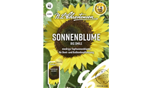 Helianthus annuus 'Big Smile'