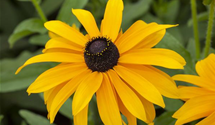 Rudbeckia hirta 'Marmalade'