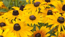 Rudbeckia hirta 'Marmalade'