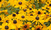 Rudbeckia hirta 'Marmalade'