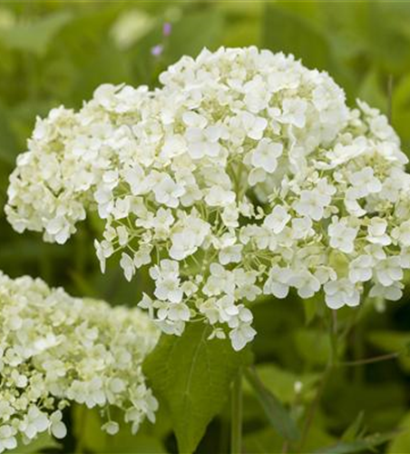 Hortensien für Garten und Balkon – ein tolles Blütenspiel
