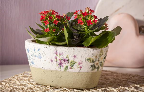 Zimmerpflanzen richtig platzieren Zimmerpflanzen richtig platzieren