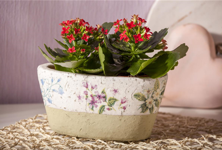 Kalanchoe blossfeldiana Kalanchoe blossfeldiana