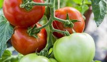 Solanum lycopersicum 'Harzfeuer F1'