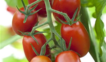 Solanum lycopersicum 'Ravello F1'