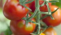 Solanum lycopersicum 'Ravello F1'