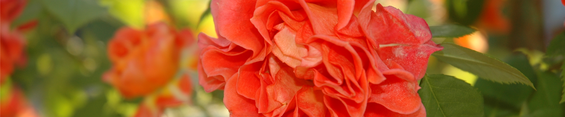 Zwergrose, orange Zwergrose, orange