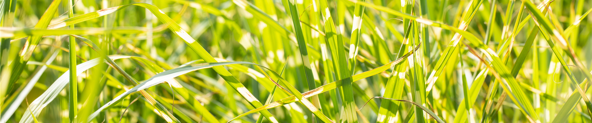 Miscanthus sinensis 'Zebrinus' Miscanthus sinensis 'Zebrinus'