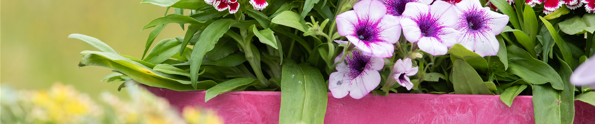 Dianthus barbatus, Petunia
