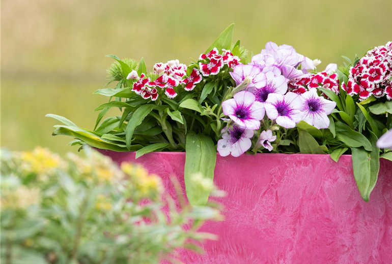 Dianthus barbatus, Petunia