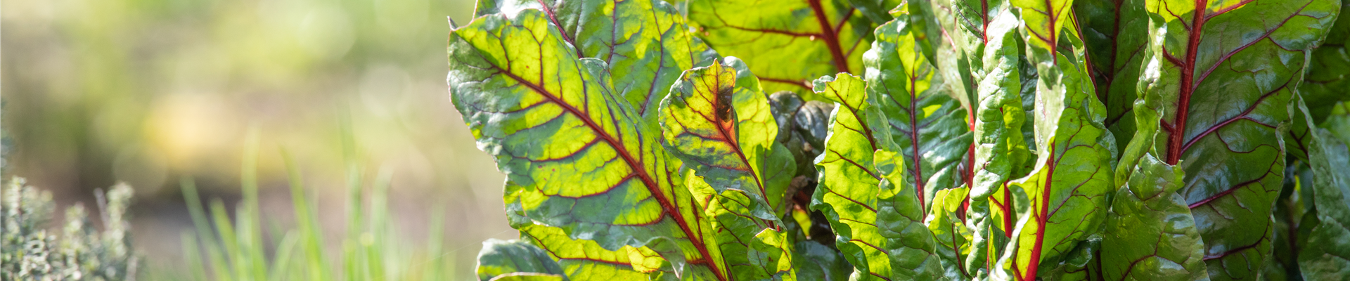 Beta vulgaris var. cicla, rot