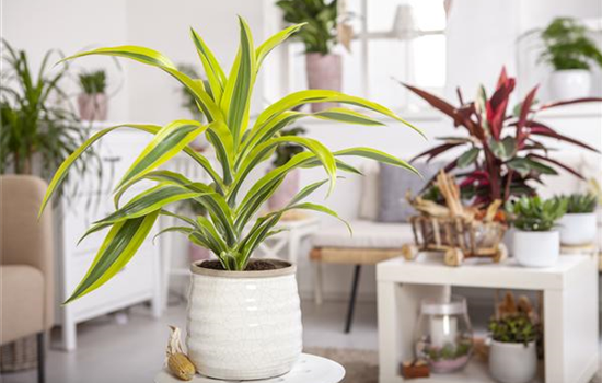 Die Pflege von Zimmerpflanzen Die Pflege von Zimmerpflanzen