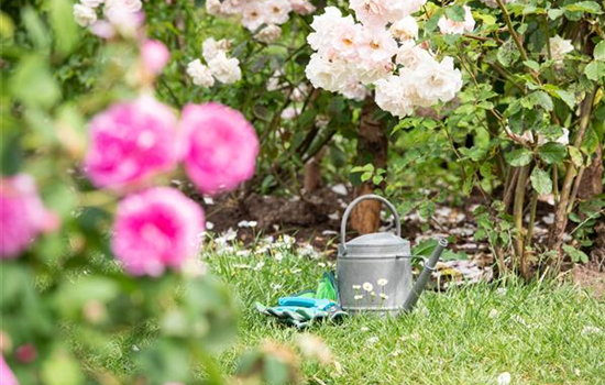 Rosen pflanzen – So erstrahlt die Königin im Garten Rosen pflanzen – So erstrahlt die Königin im Garten